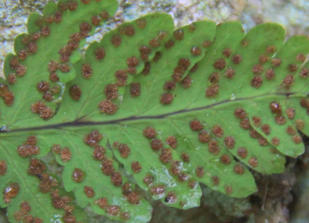 Gymnocarpium dryopteris (door Peter Meininger)