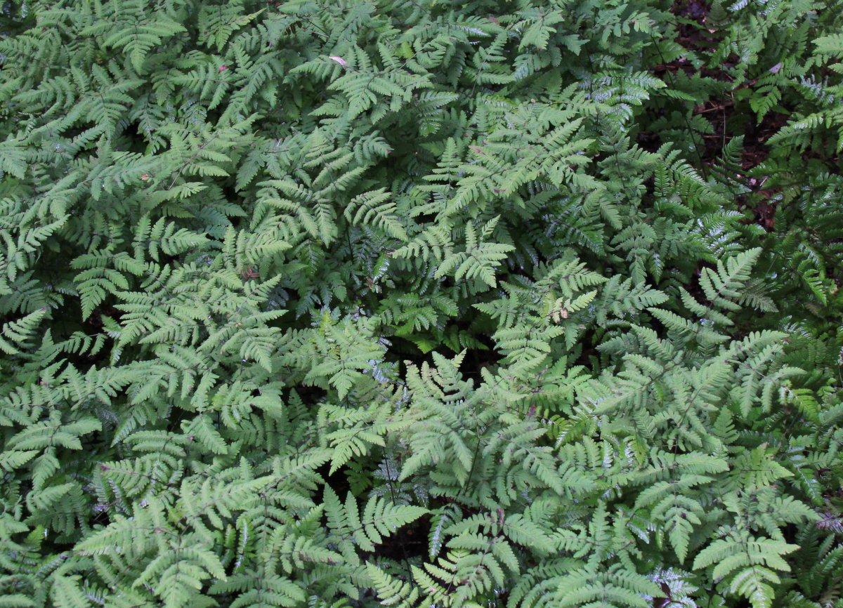 Gymnocarpium dryopteris (door Peter Meininger)