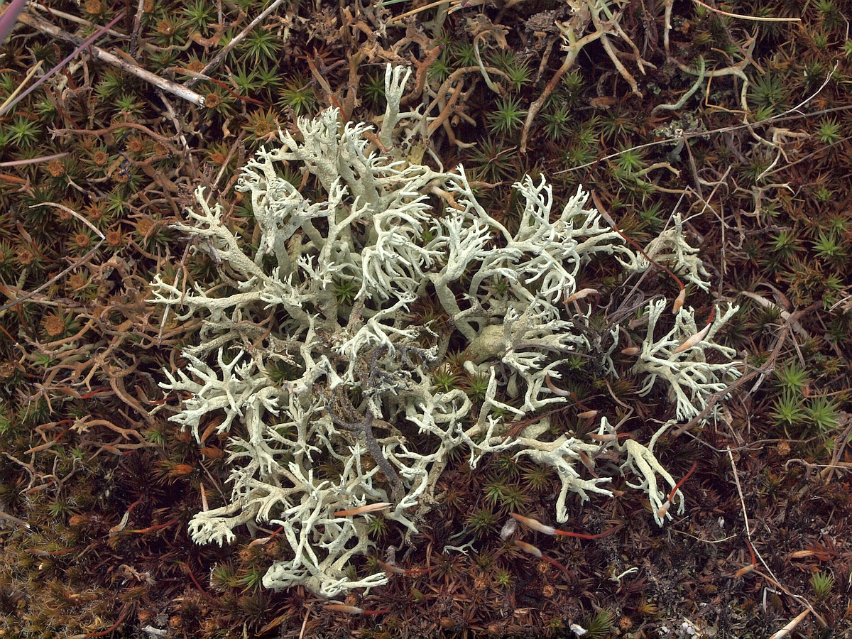 Cladonia arbuscula (door Aren van Waarde)