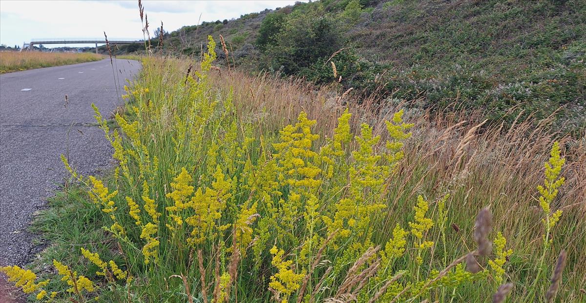 Galium verum (door Peter Meininger)