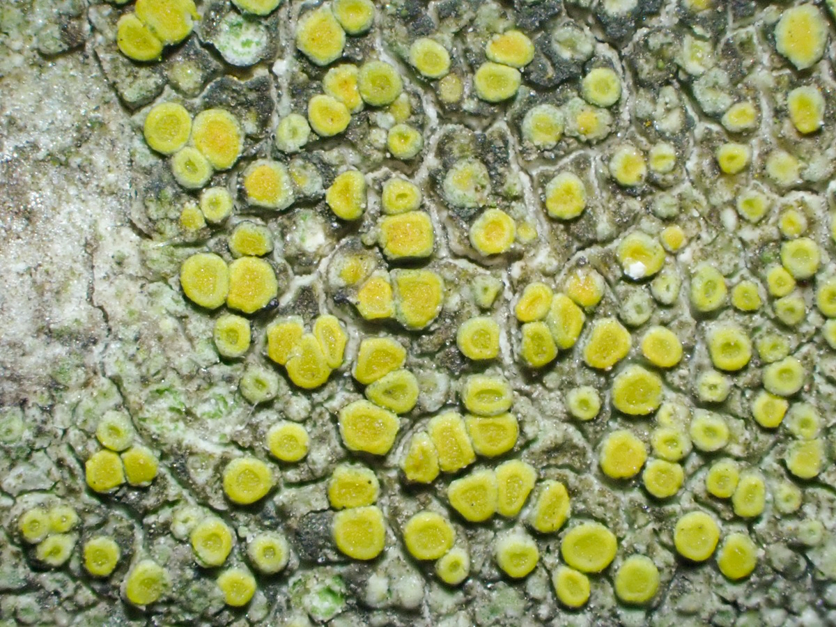 Athallia cerinelloides (door Arne van Wingerden)