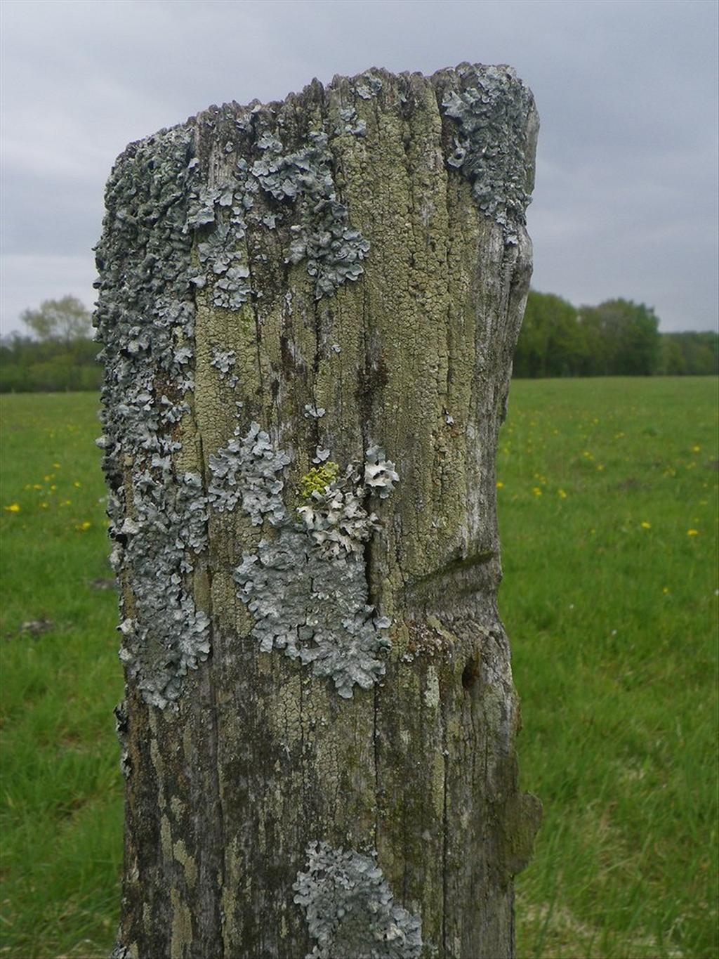 Vulpicida pinastri (door Arie van den Bremer)