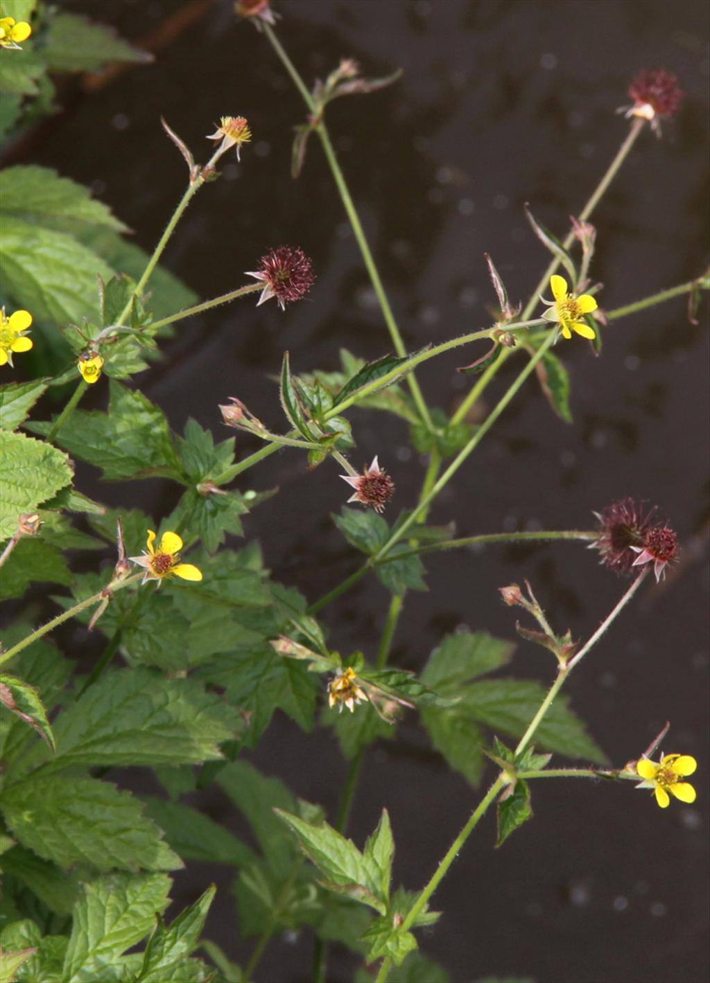 Geum urbanum (door Peter Meininger)