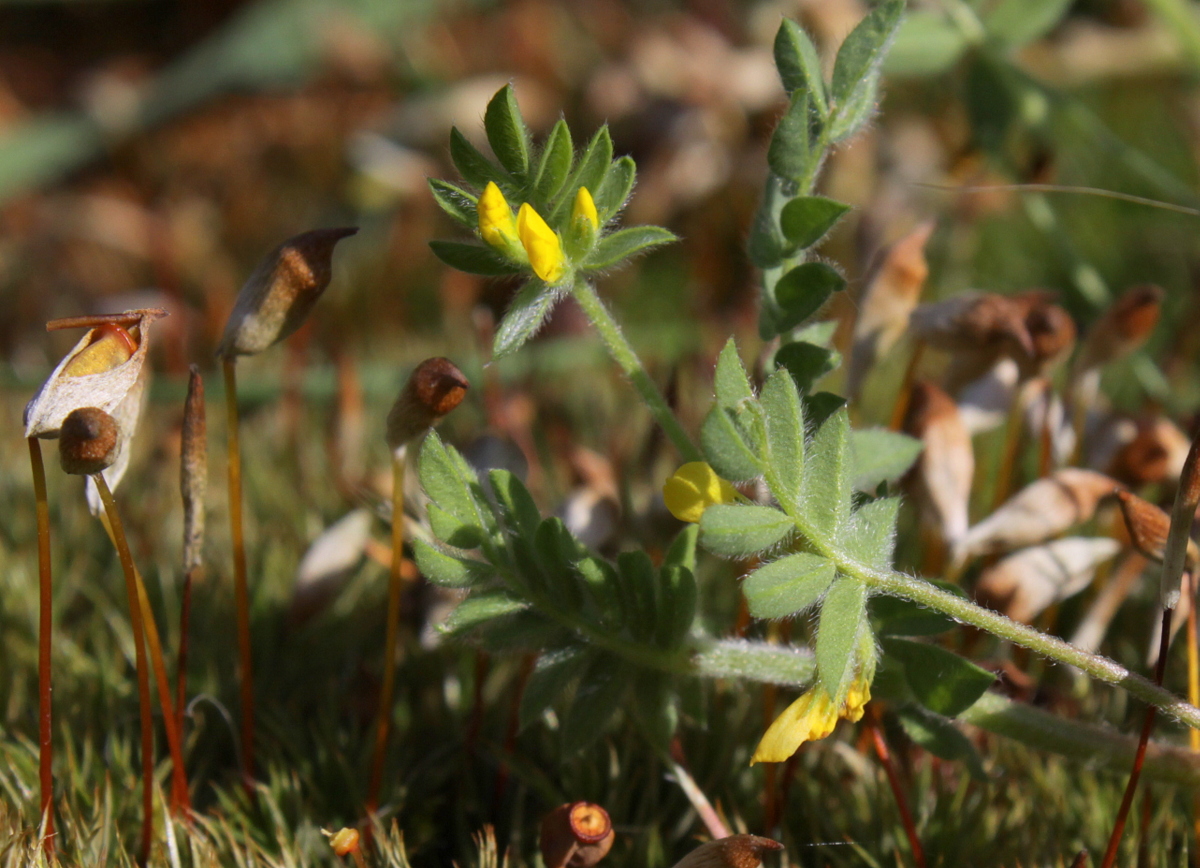 Ornithopus compressus (door Peter Meininger)