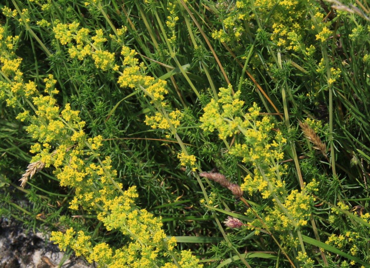 Galium verum (door Peter Meininger)