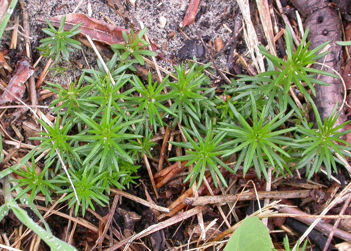 Galium verum (door Peter Meininger)