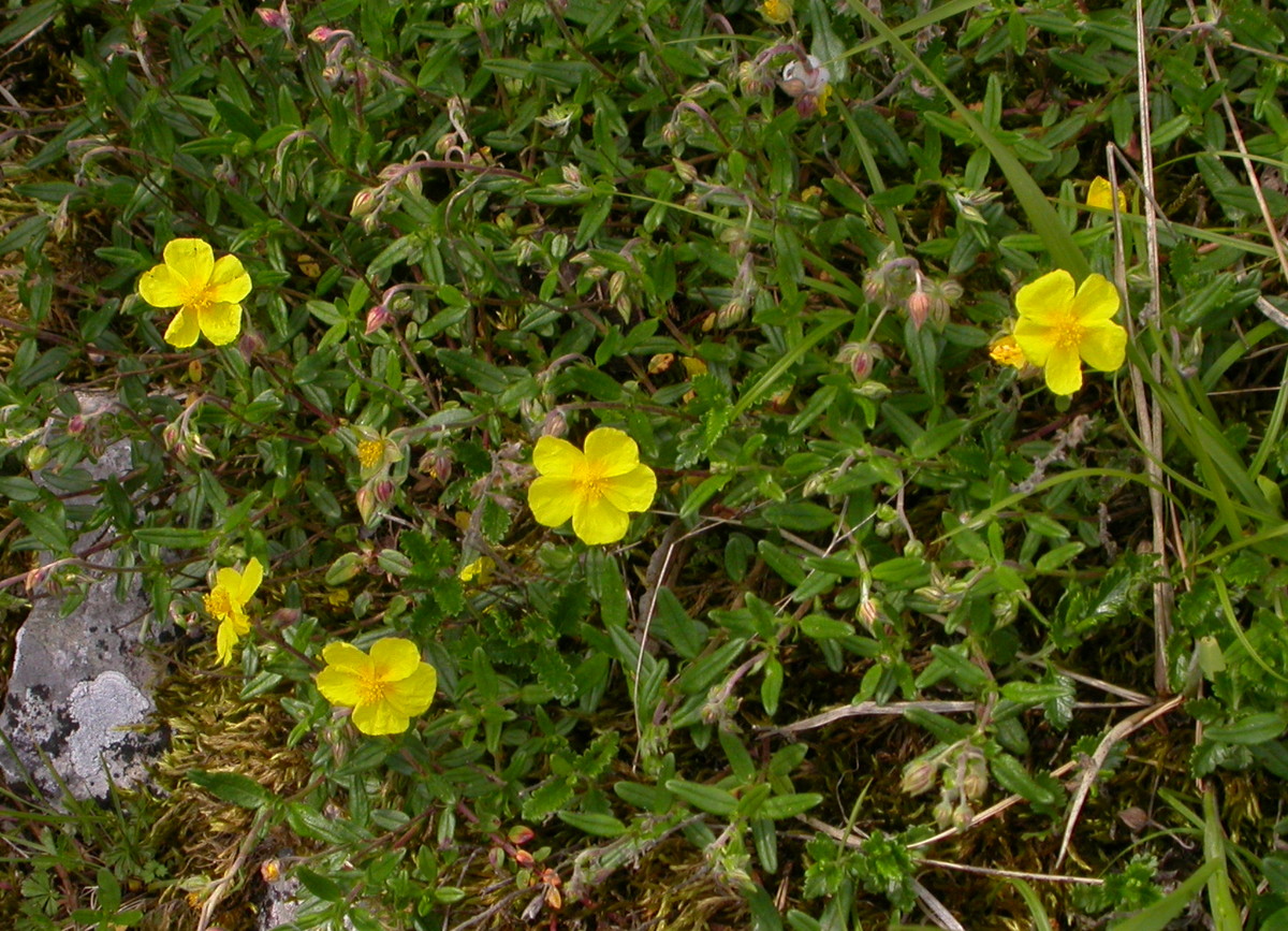 Helianthemum nummularium (door Peter Meininger)