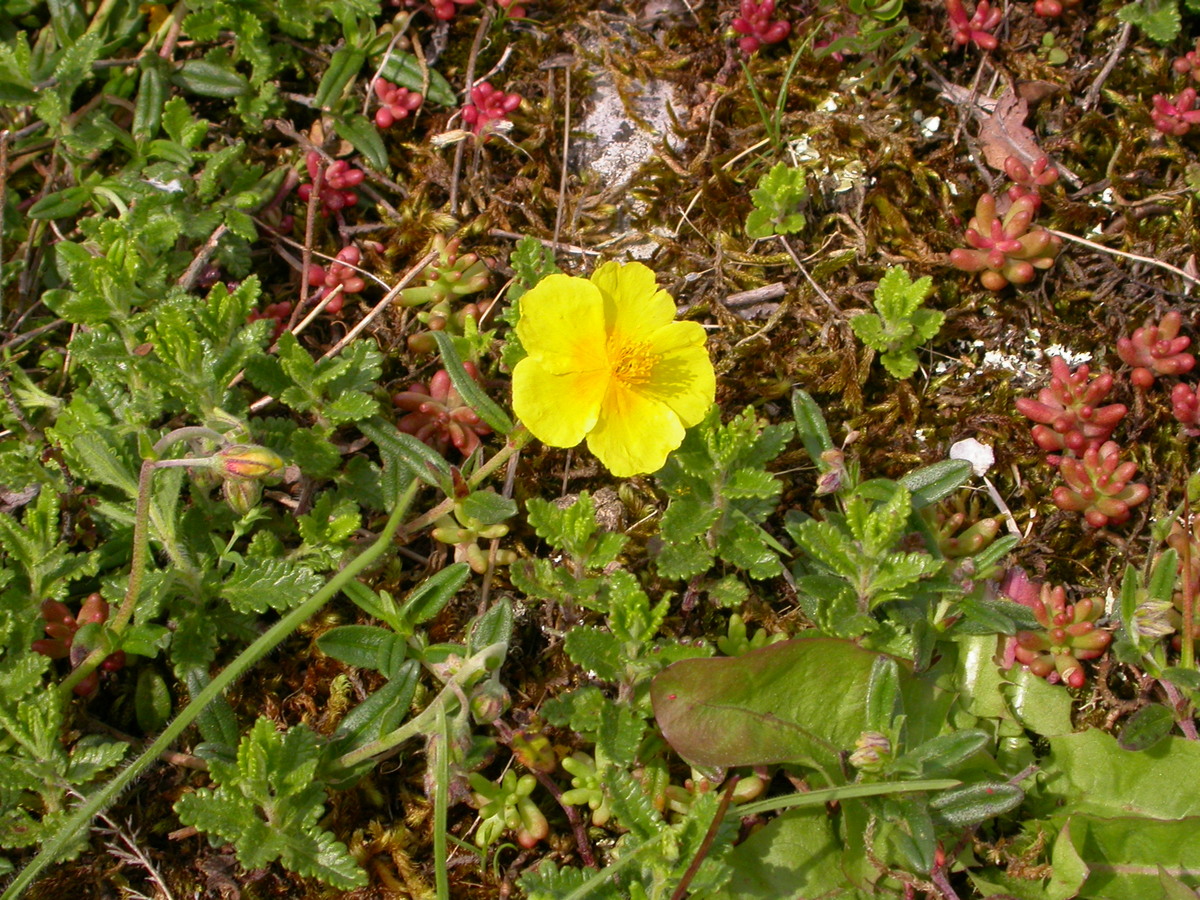 Helianthemum nummularium (door Peter Meininger)