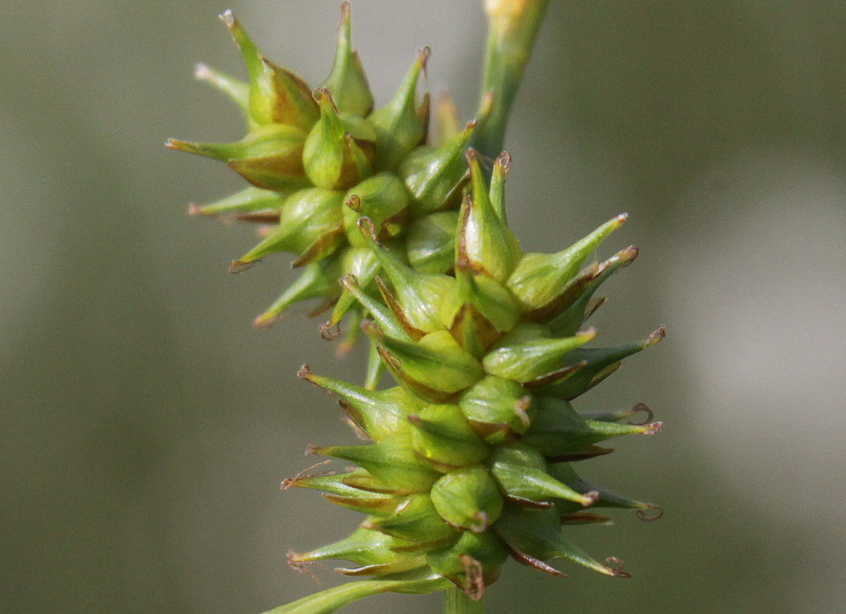 Carex demissa (door Peter Meininger)