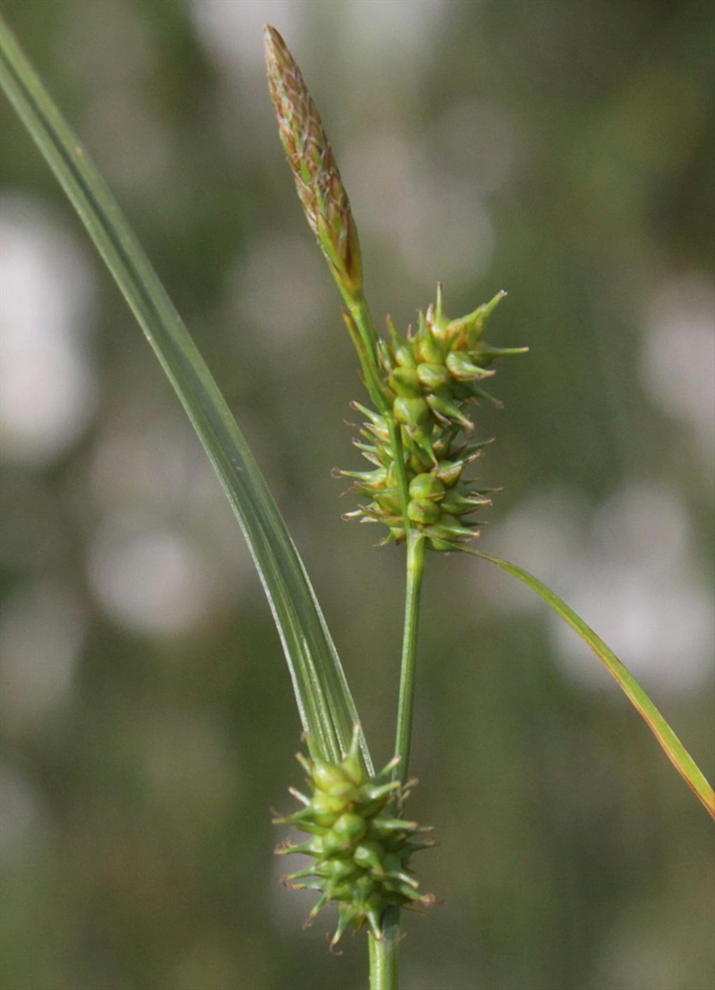 Carex demissa (door Peter Meininger)