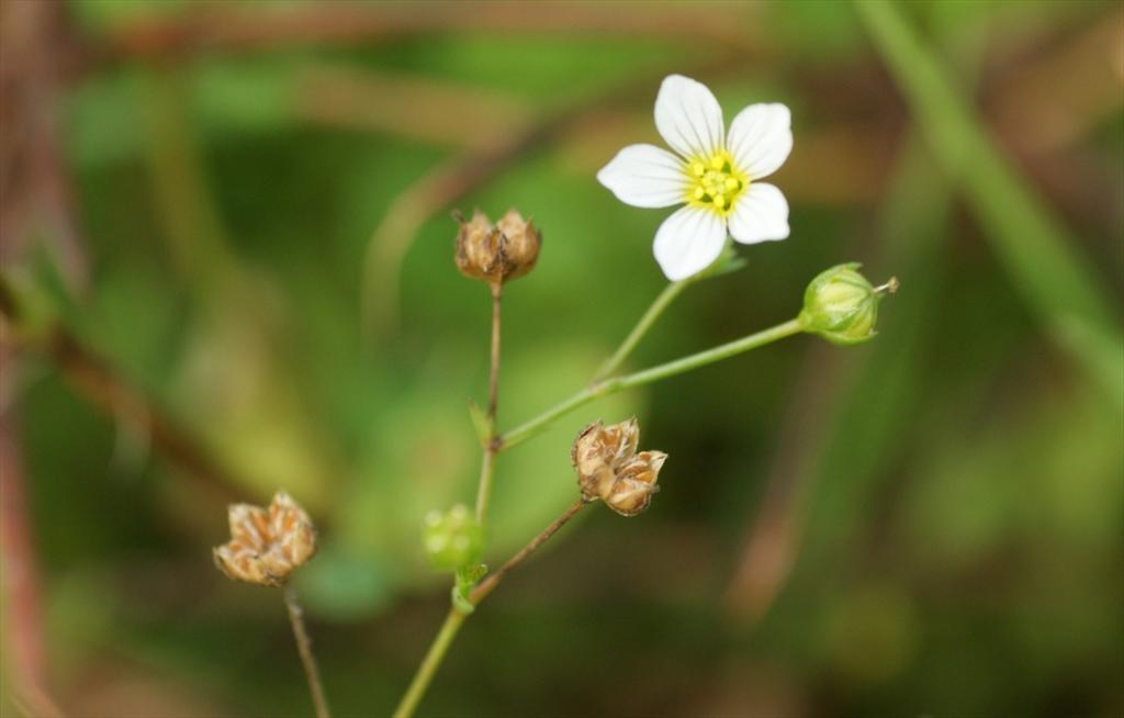 Linum catharticum (door Joke Schaminée-Sluis)