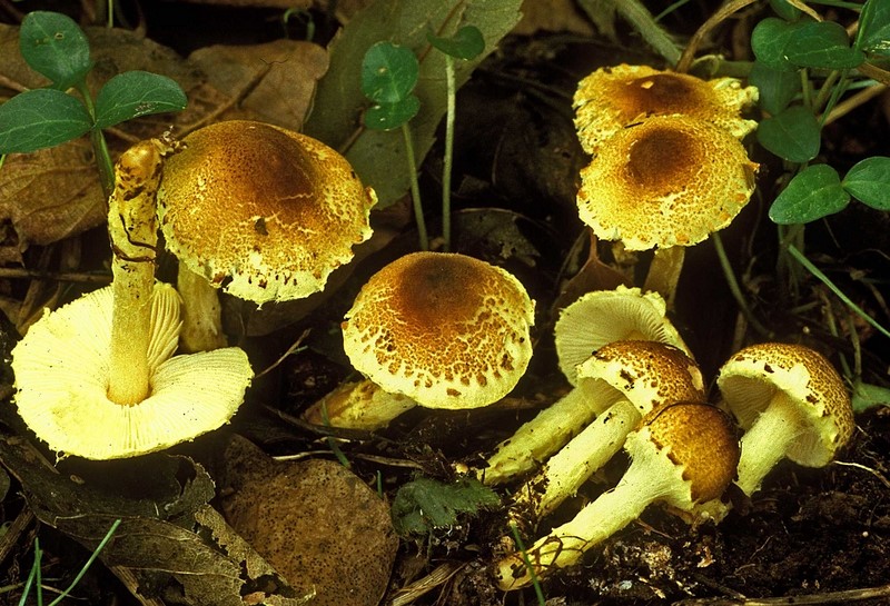 Lepiota xanthophylla (door Henk Huijser)