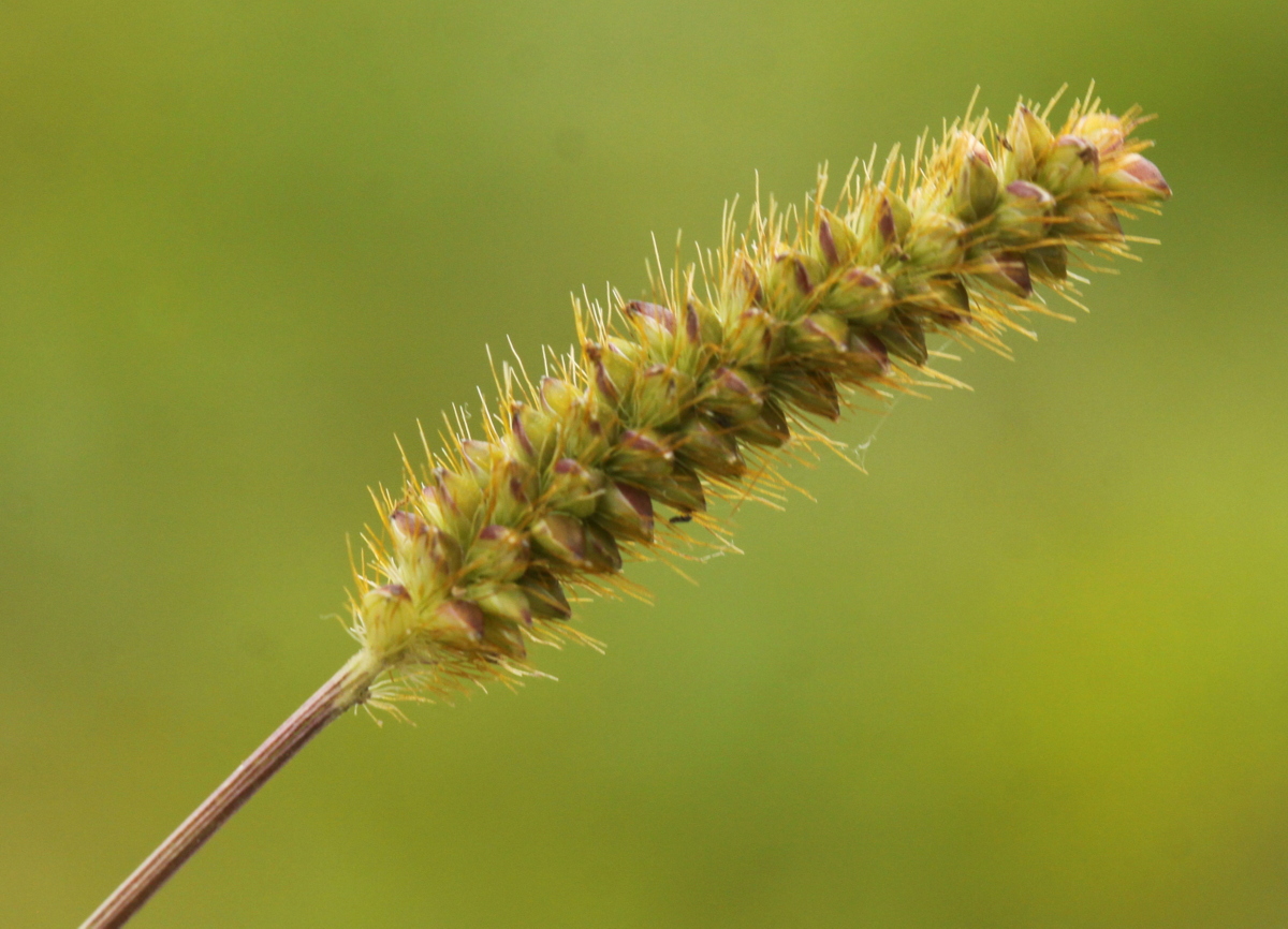 Setaria pumila (door Peter Meininger)