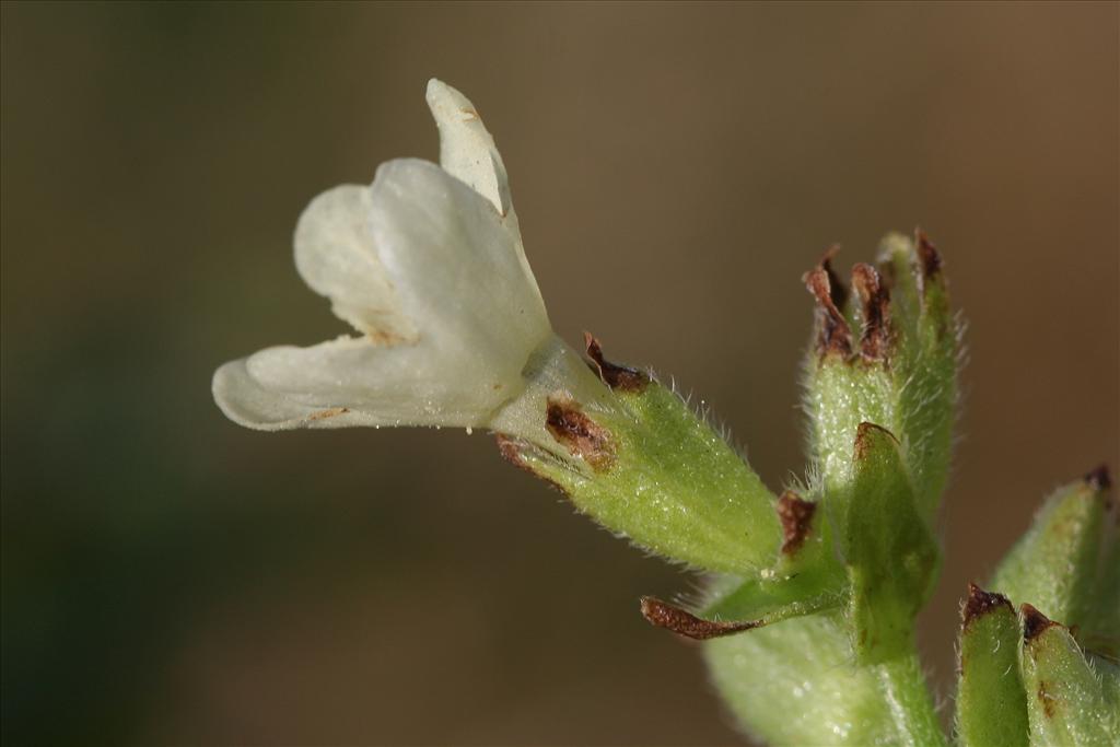 Anchusa ochroleuca (door Edwin de Weerd)