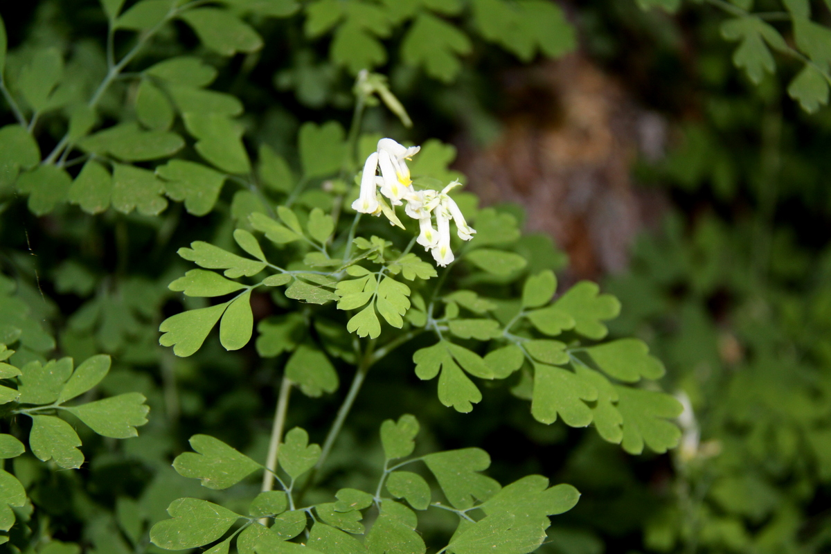 Pseudofumaria alba (door Peter Meininger)