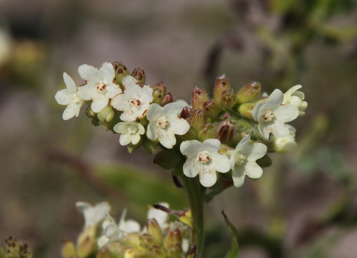 Anchusa ochroleuca (door Peter Meininger)