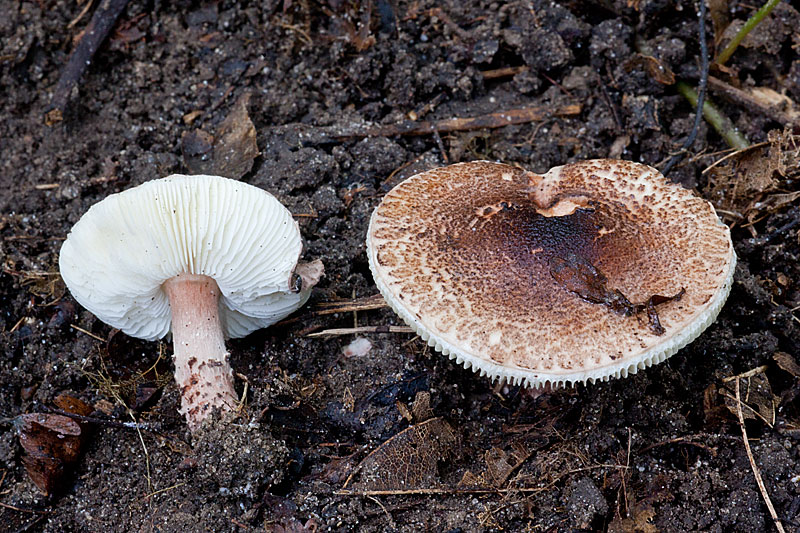 Lepiota brunneoincarnata (door John Breugelmans)