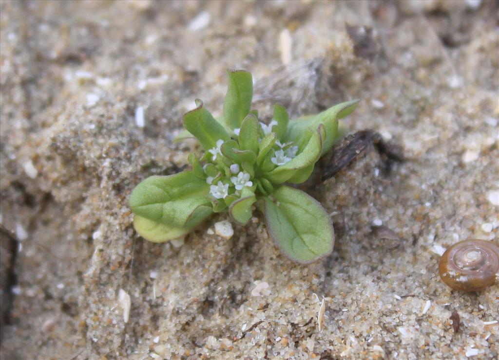 Valerianella carinata (door Peter Meininger)