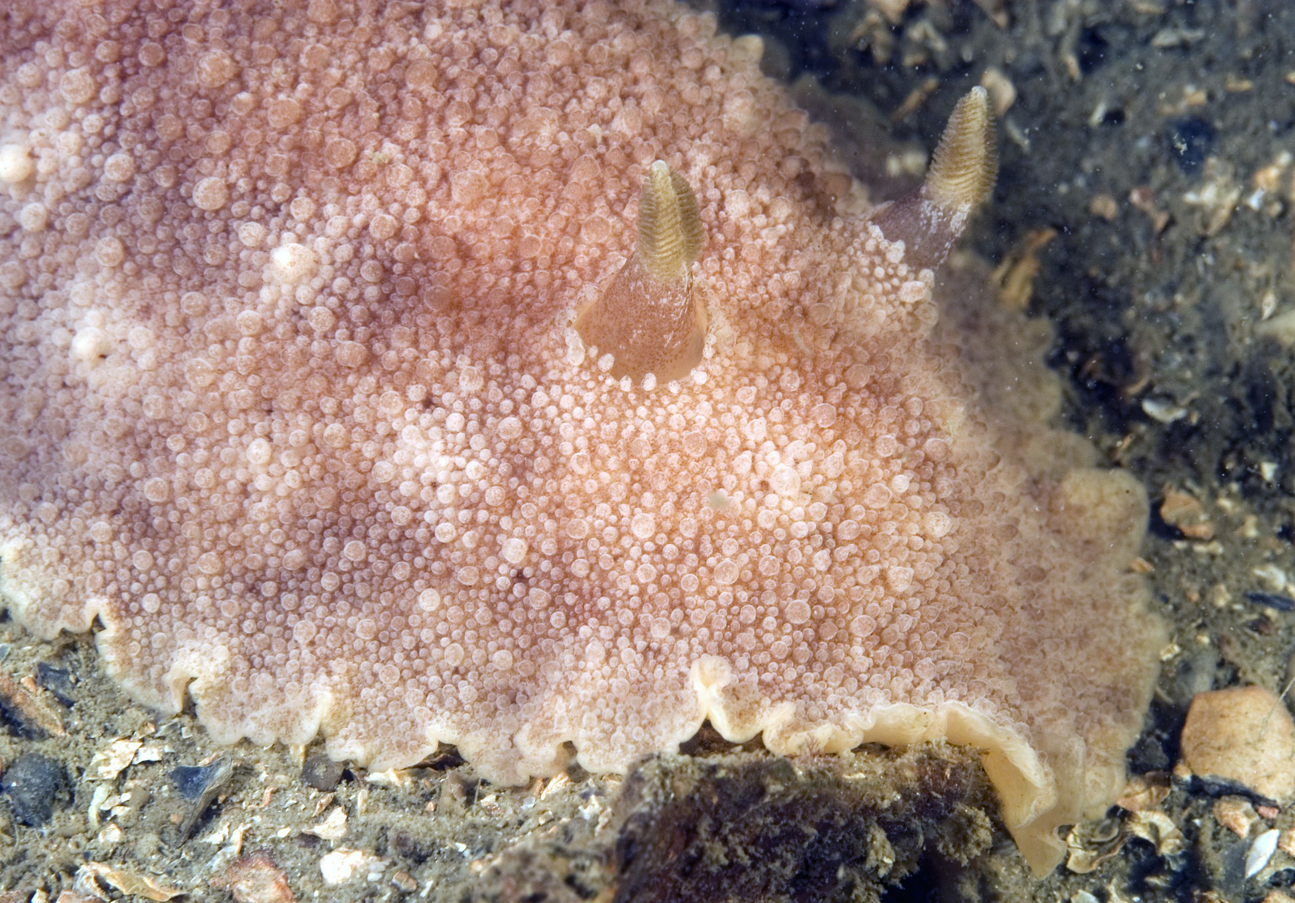 Geitodoris planata (door Marion Haarsma)