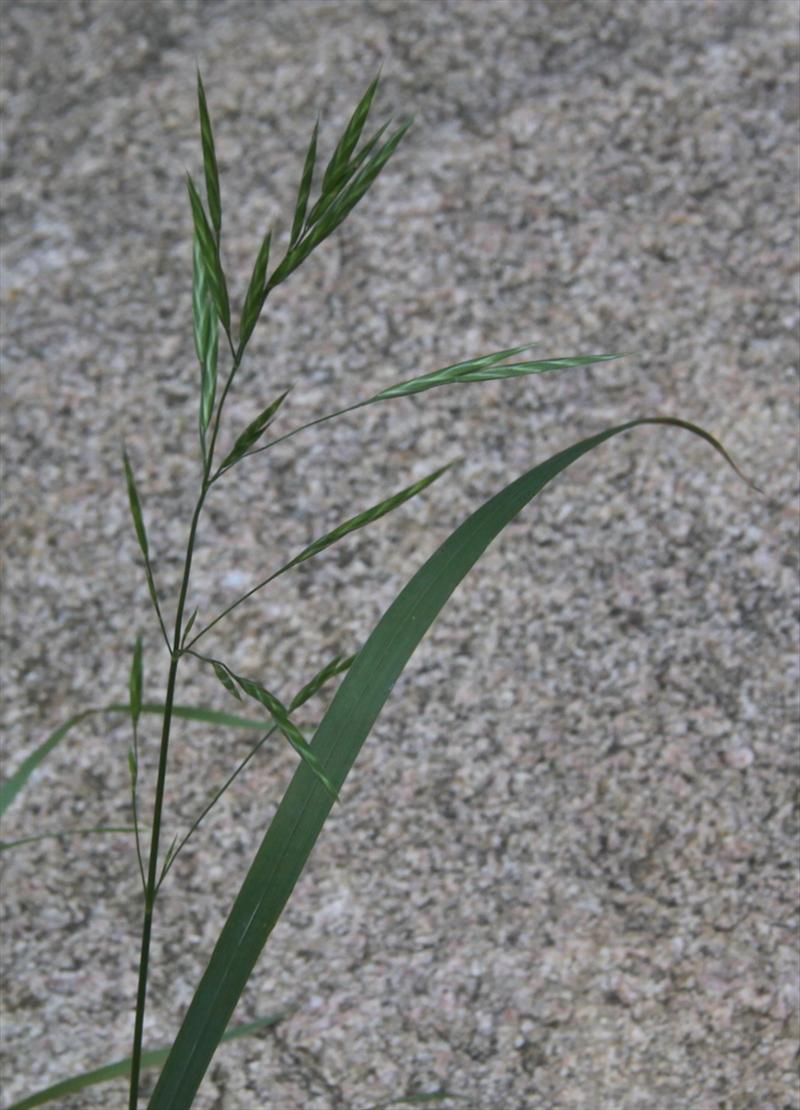 Ceratochloa sitchensis (door Peter Meininger)