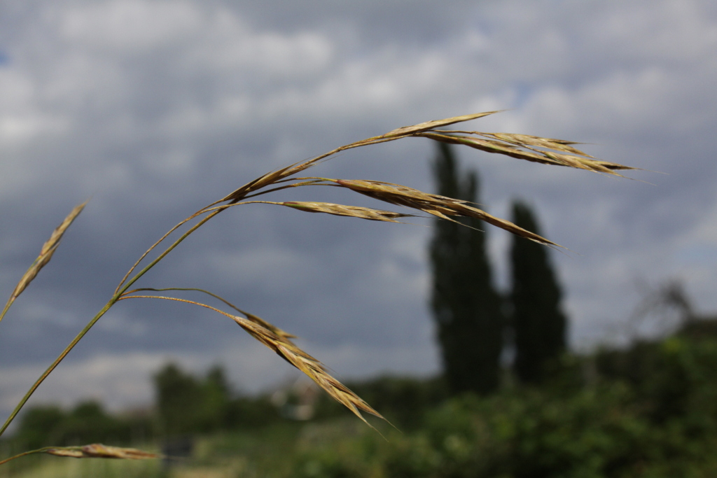 Ceratochloa sitchensis (door Peter Meininger)