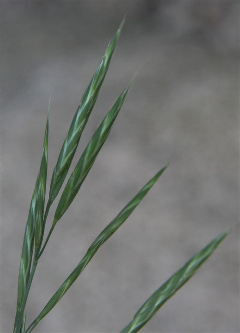 Ceratochloa sitchensis (door Peter Meininger)