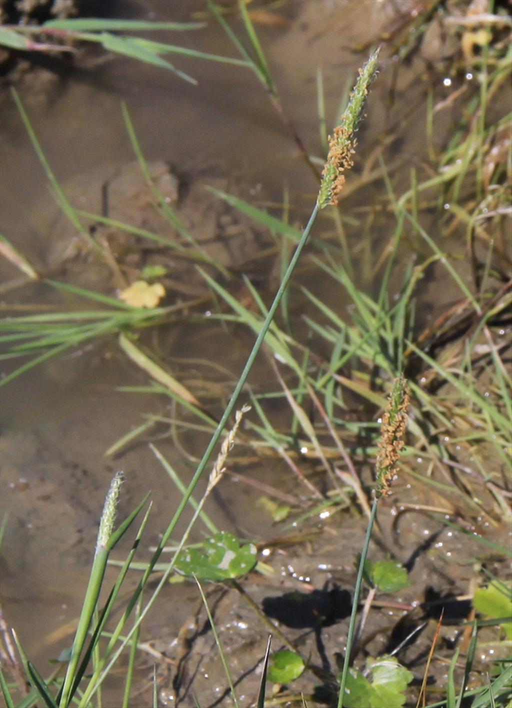 Alopecurus geniculatus (door Peter Meininger)