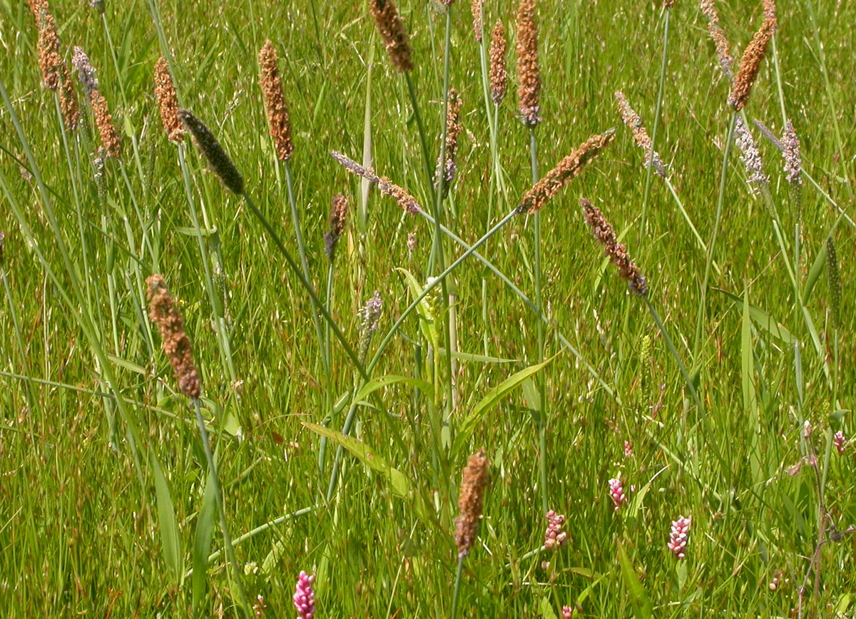 Alopecurus geniculatus (door Peter Meininger)