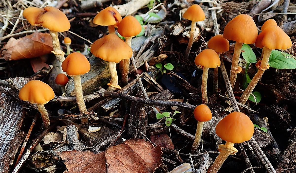 Pholiotina teneroides (door Henk Remijn)