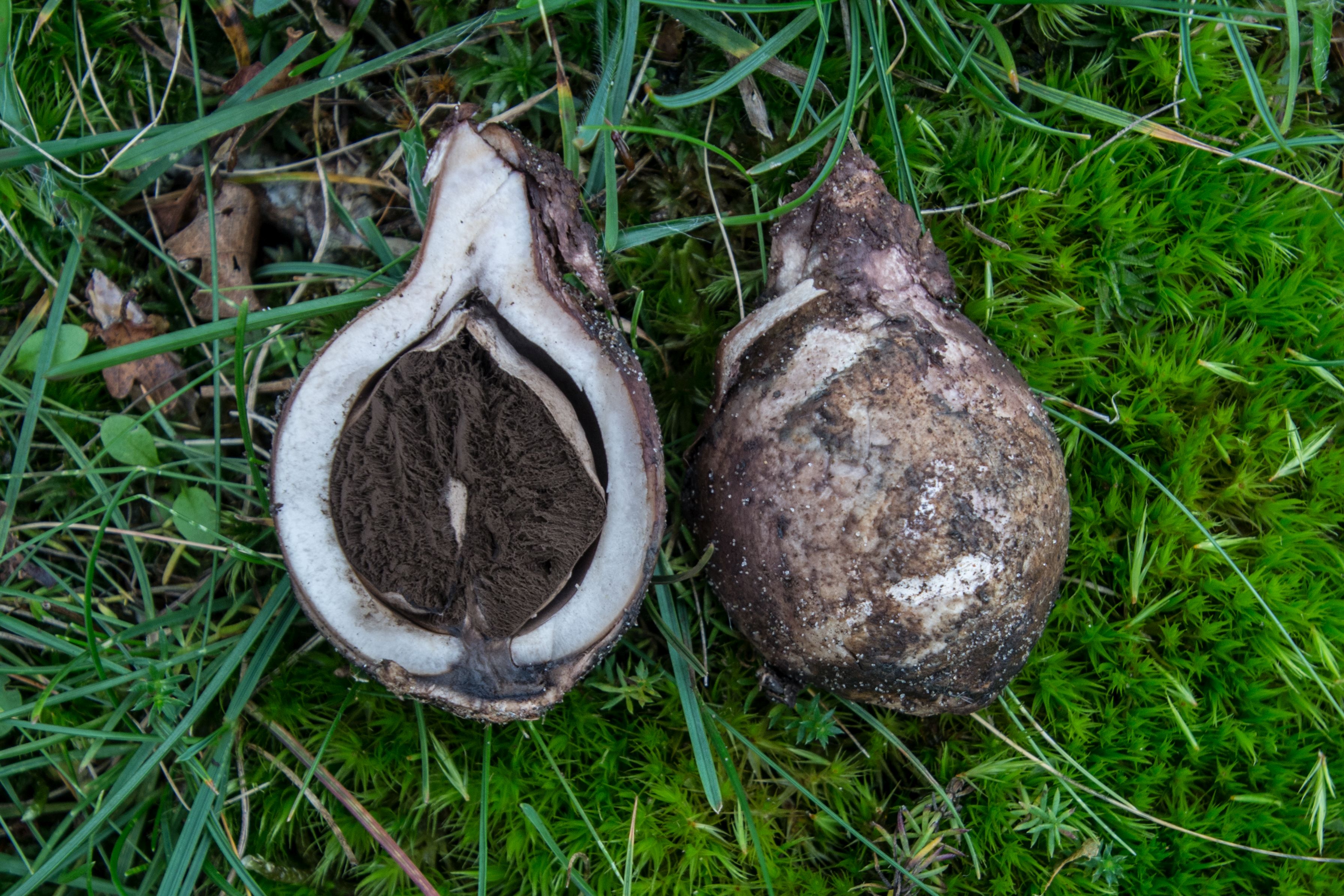 Geastrum triplex (door Cora van der Plaats)