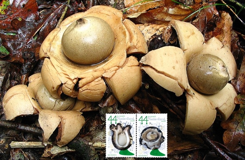 Geastrum triplex (door Martijn Oud)