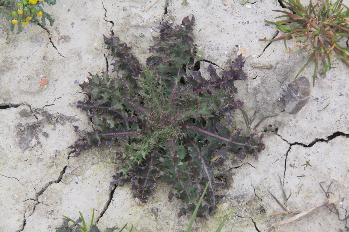 Sonchus asper (door Peter Meininger)