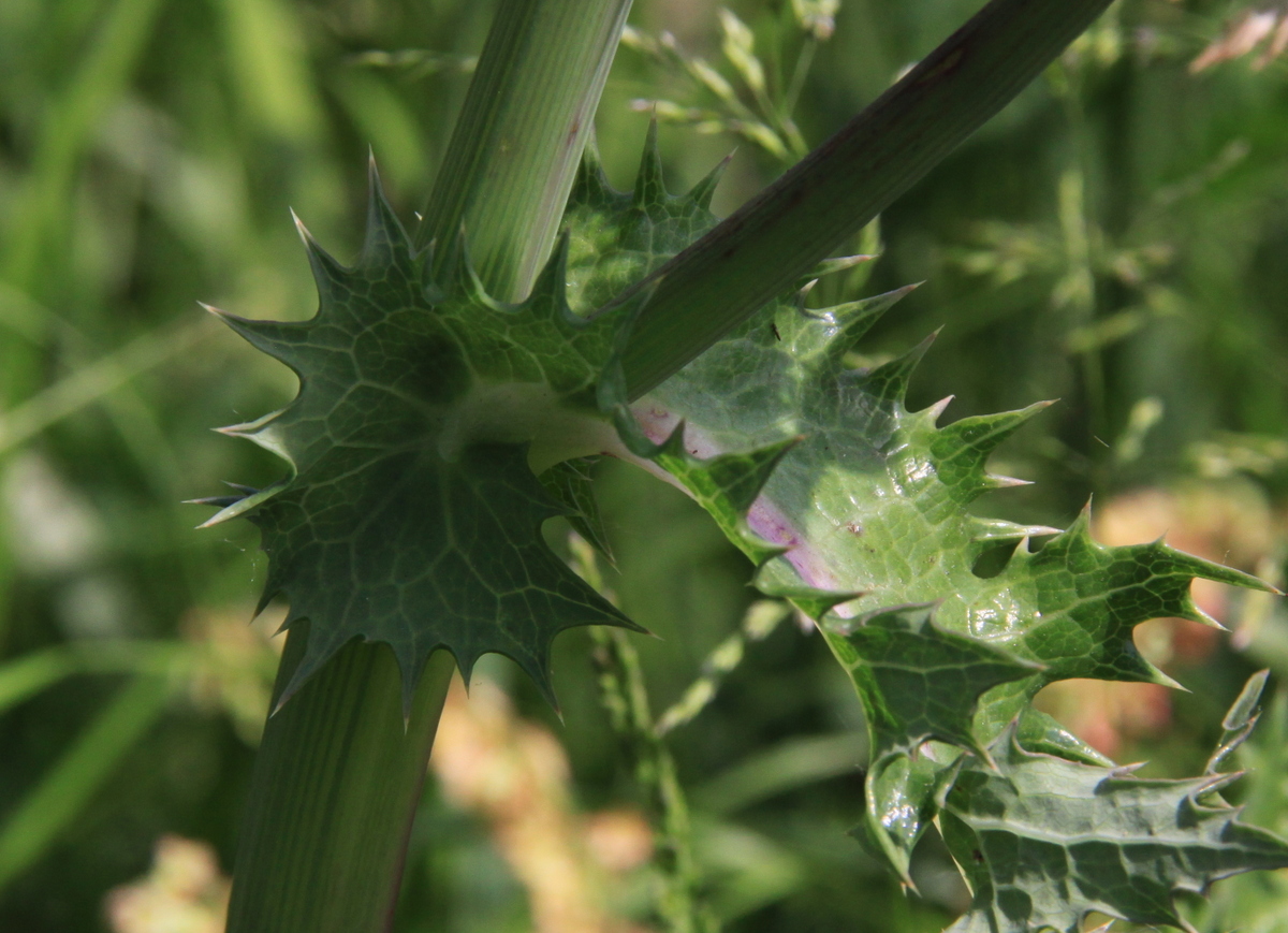 Sonchus asper (door Peter Meininger)