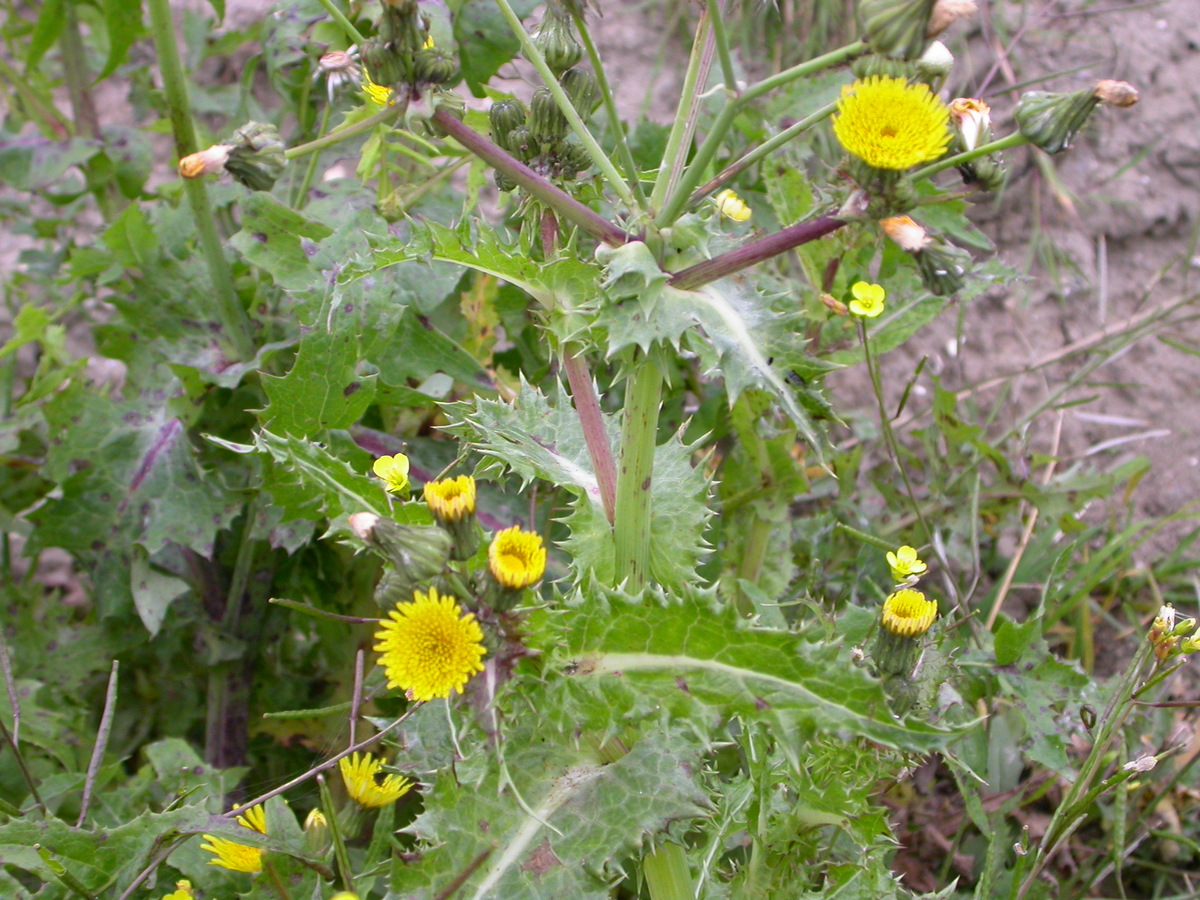 Sonchus asper (door Peter Meininger)