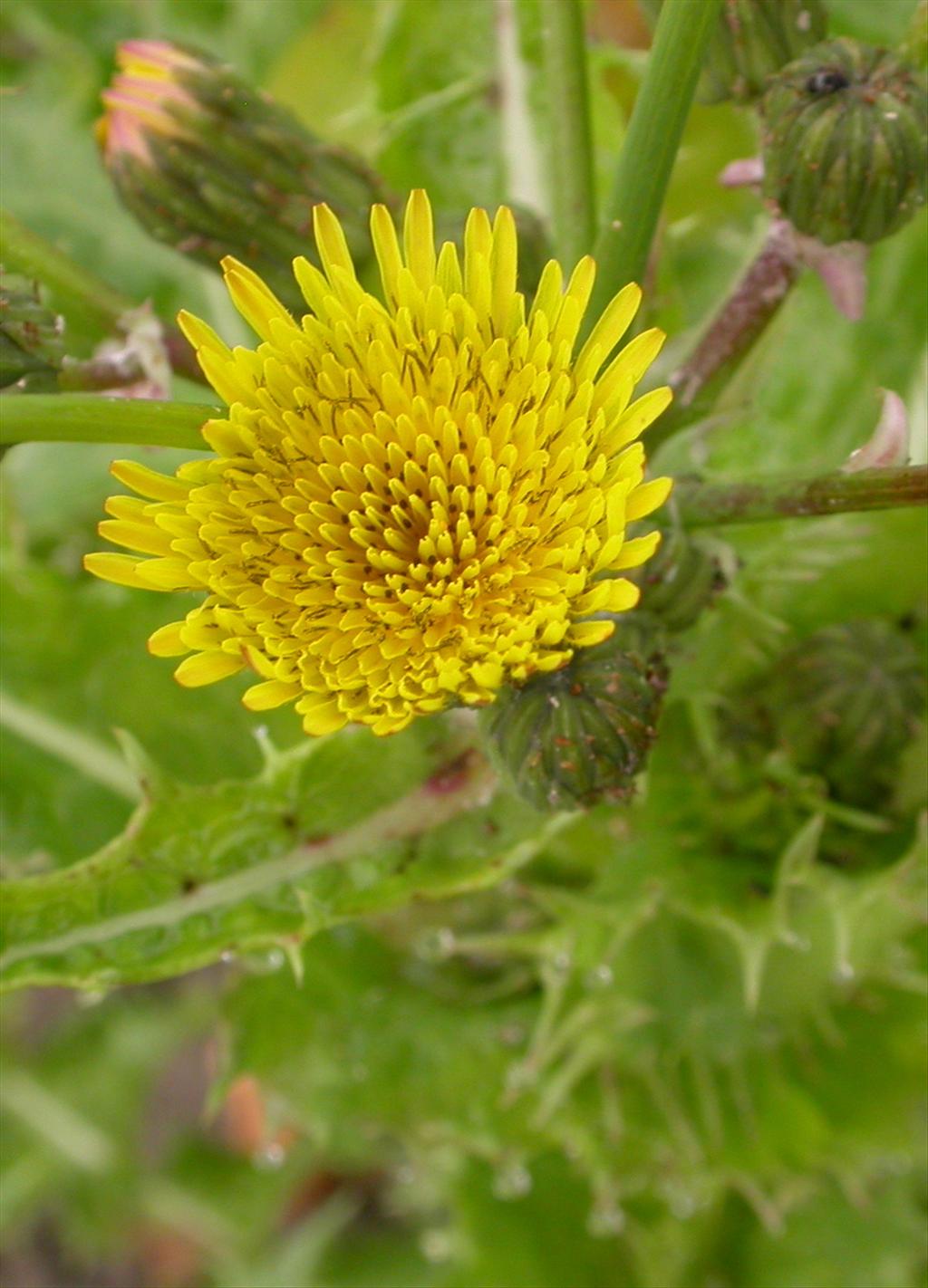 Sonchus asper (door Peter Meininger)