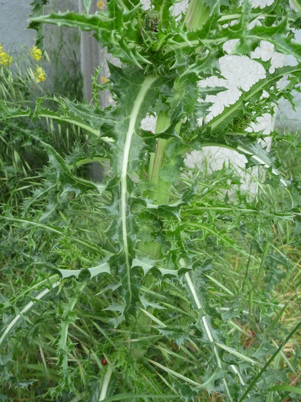 Sonchus asper (door Cor Nonhof)