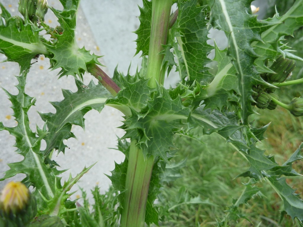 Sonchus asper (door Cor Nonhof)