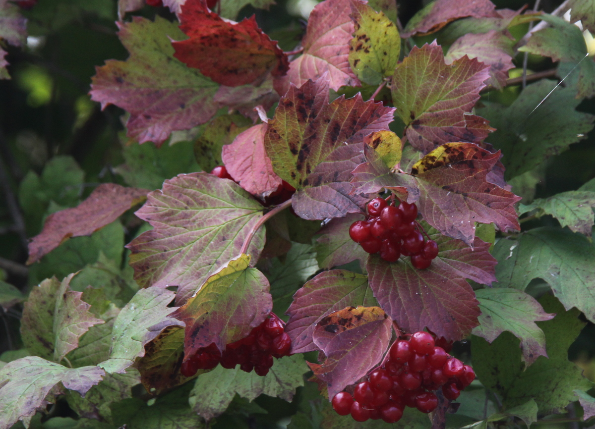 Viburnum opulus (door Peter Meininger)