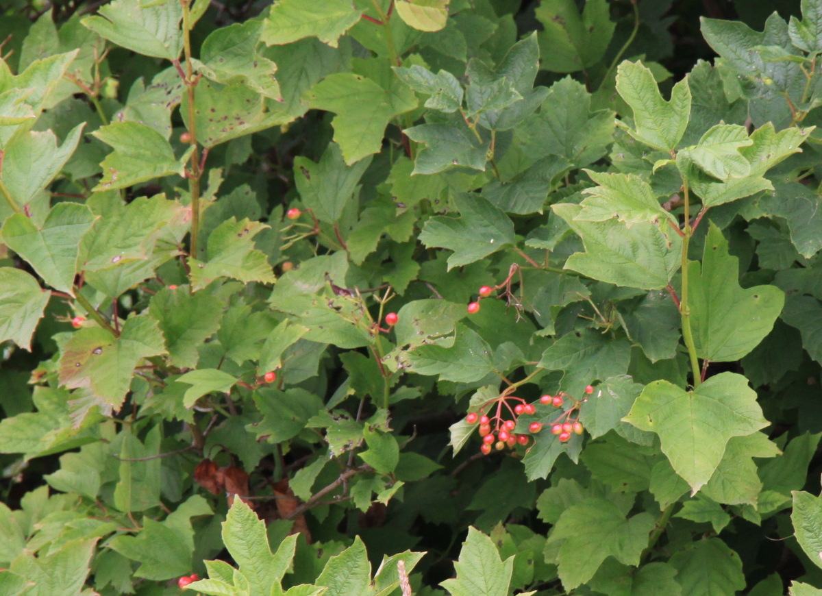 Viburnum opulus (door Peter Meininger)