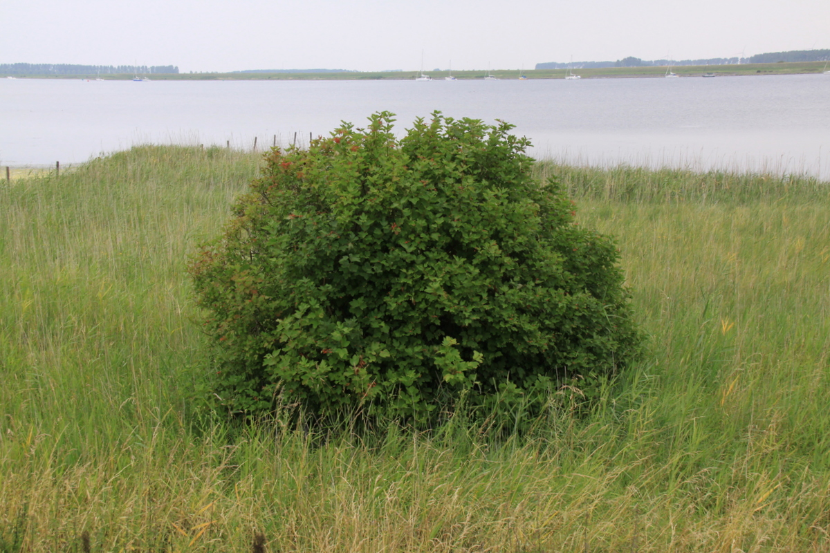 Viburnum opulus (door Peter Meininger)