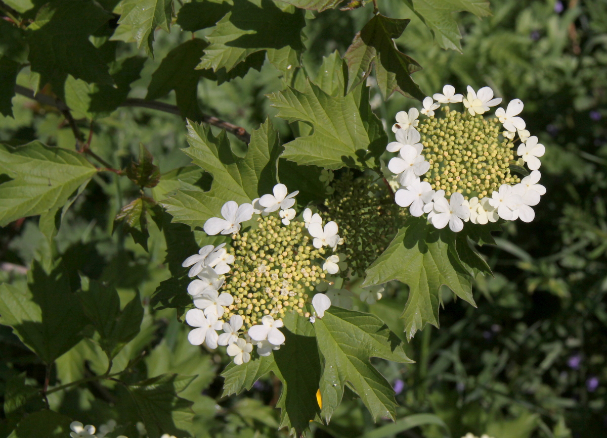 Viburnum opulus (door Peter Meininger)