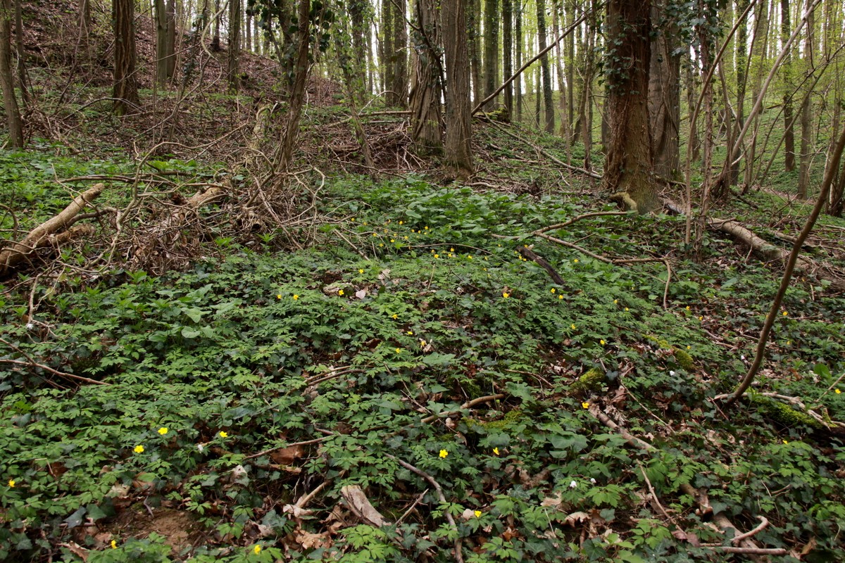 Anemone ranunculoides (door Peter Meininger)