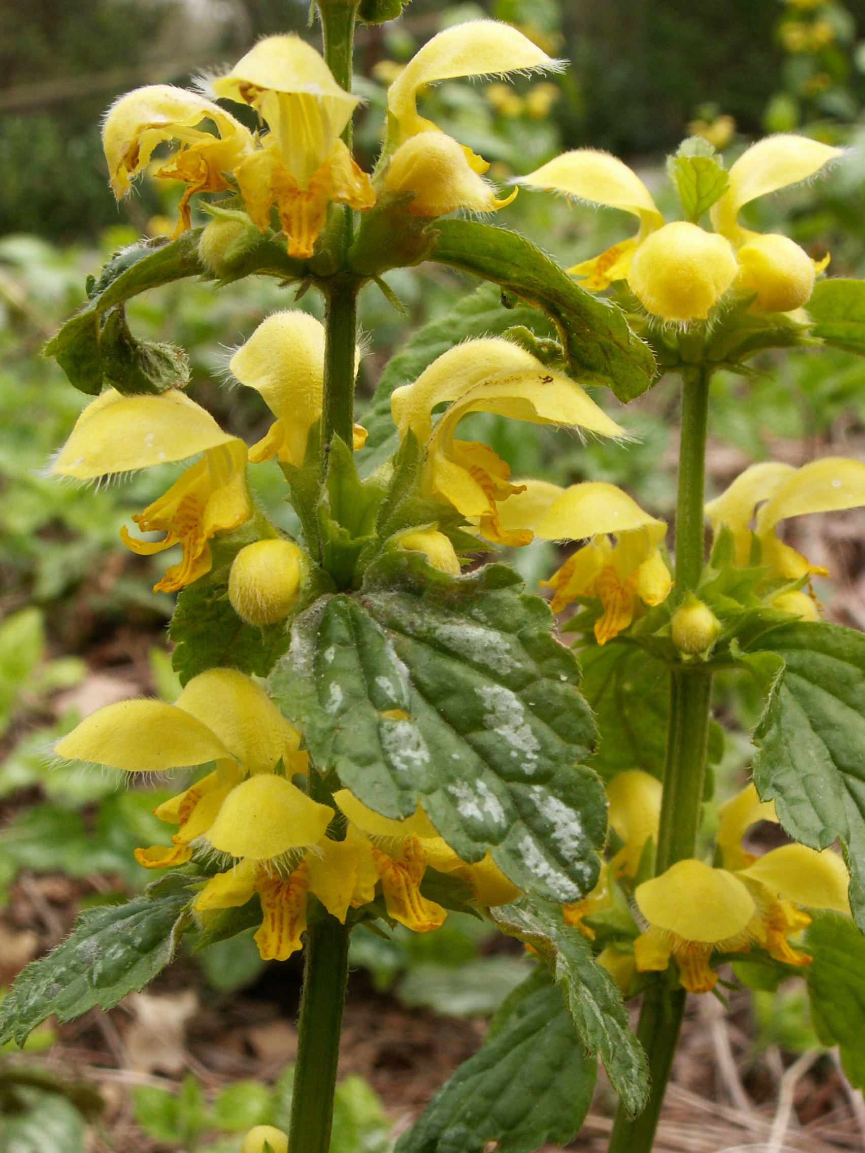 Lamiastrum galeobdolon subsp. galeobdolon/montanum (door Han Beeuwkes)