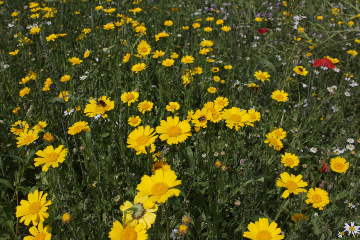 Glebionis segetum (door Peter Meininger)