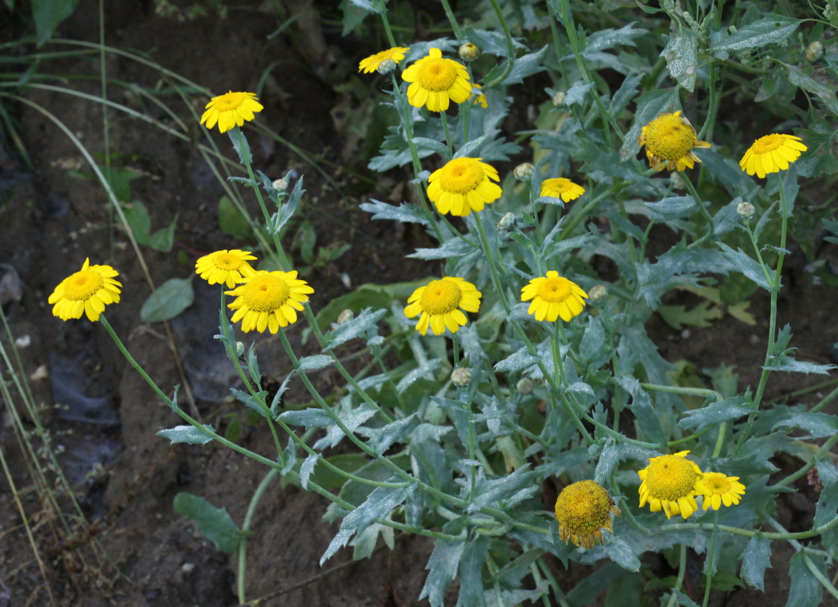 Glebionis segetum (door Peter Meininger)