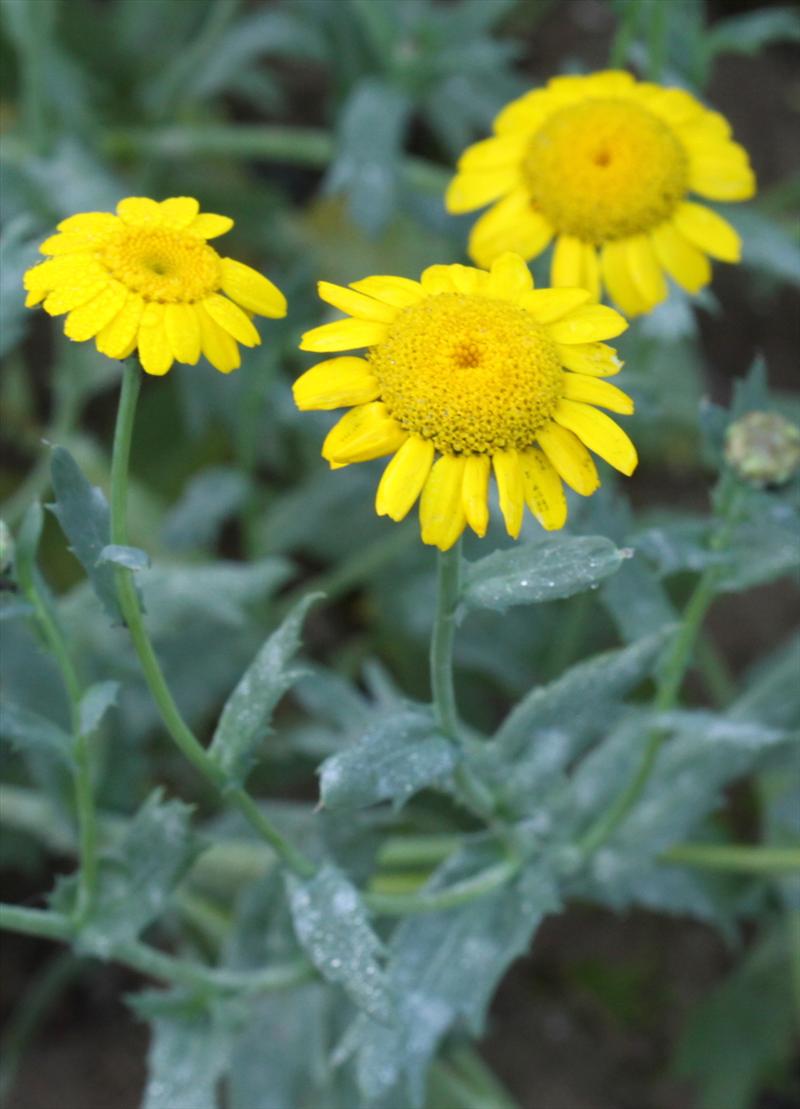 Glebionis segetum (door Peter Meininger)