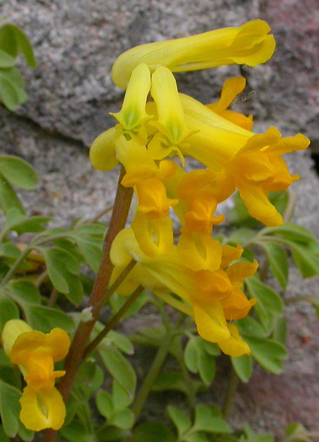 Pseudofumaria lutea (door Peter Meininger)