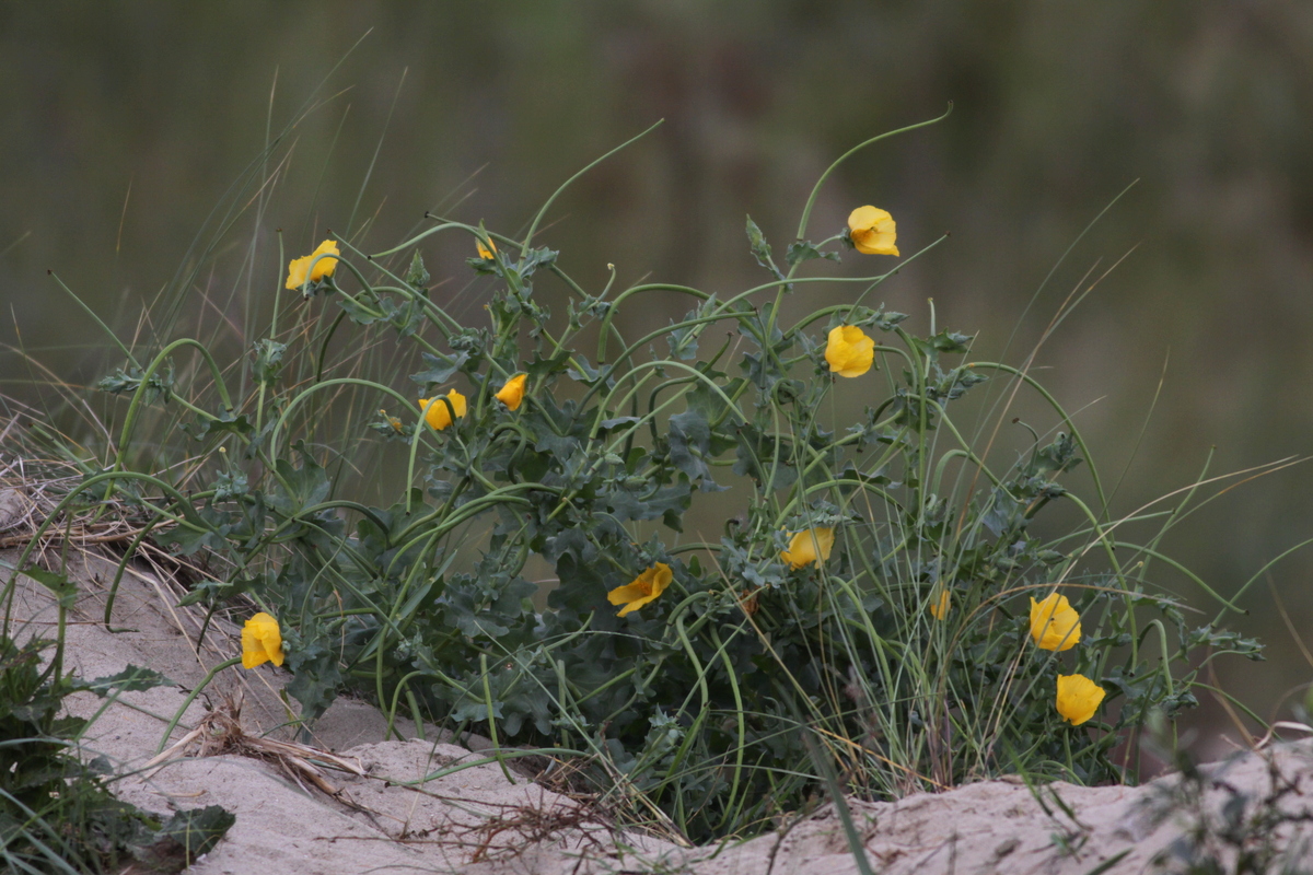 Glaucium flavum (door Peter Meininger)