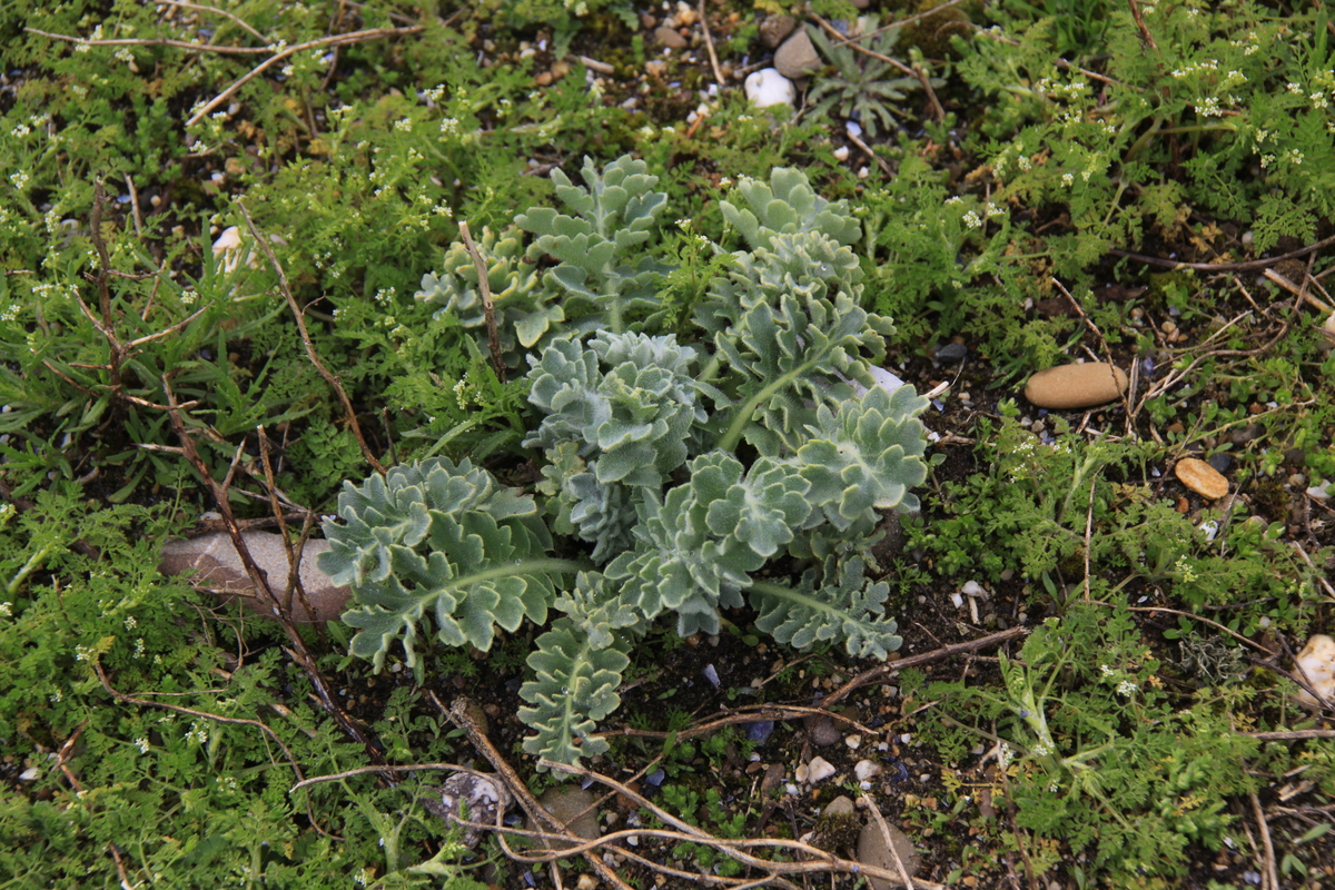 Glaucium flavum (door Peter Meininger)