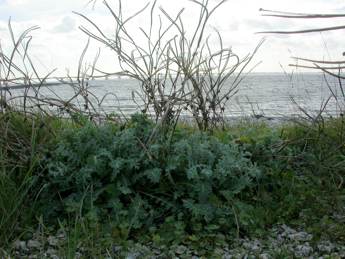 Glaucium flavum (door Peter Meininger)